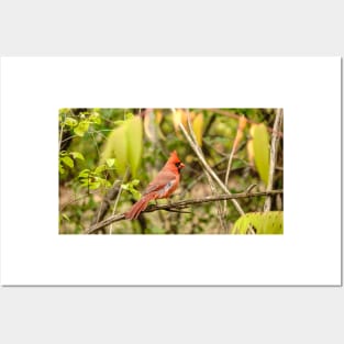 A resting male cardinal Posters and Art